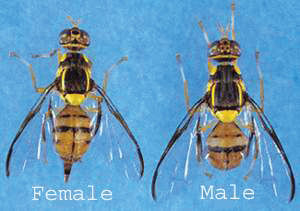 Oriental fruit fly